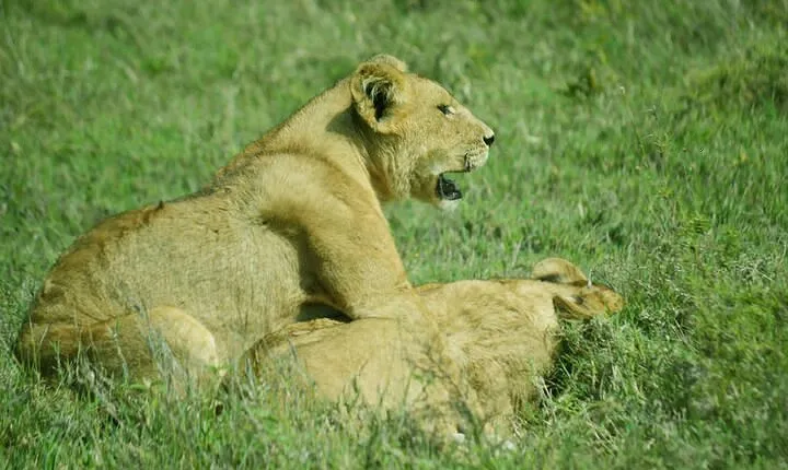 Tarangire National Park Day Trip