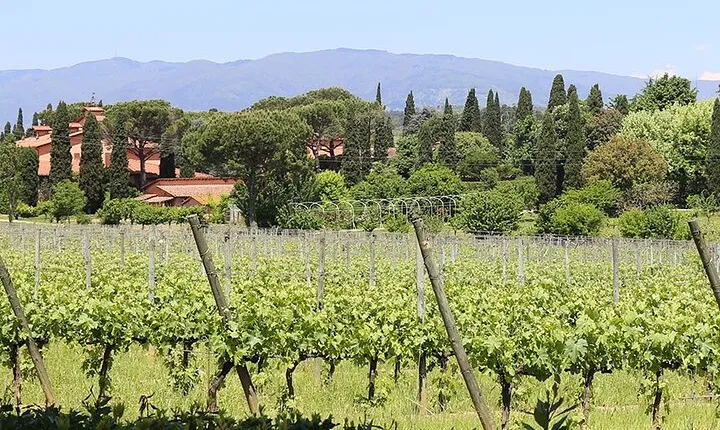 Private Lucca Wine Tour with Lunch and Tastings