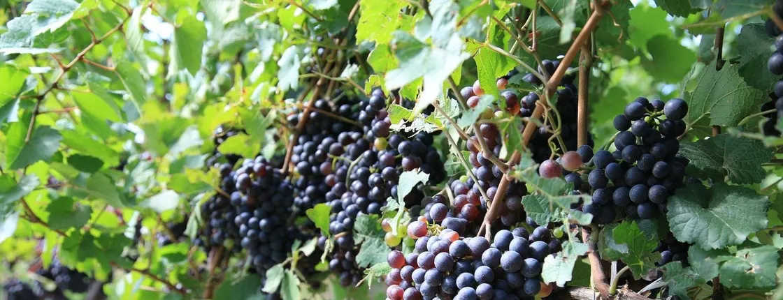 Prosecco wine road trip from Venice