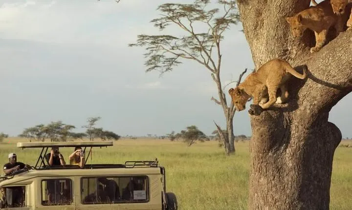 3 Days Safari to Serengeti National Park & Ngorongoro Crater in Tanzania
