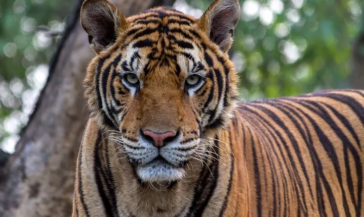 5 Days Delhi, Agra, Jaipur Tour With Ranthambhore