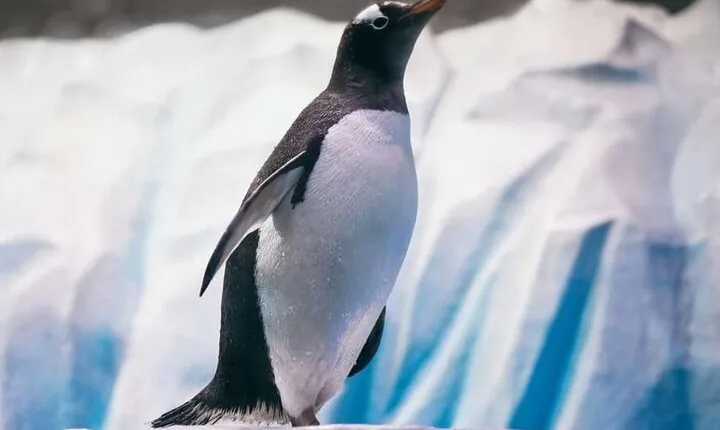 Dubai Aquarium and Underwater Zoo Penguin Cove Tickets