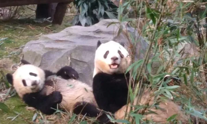 Private Day Tour to Chengdu Panda Base by Round-way Flight from Beijing