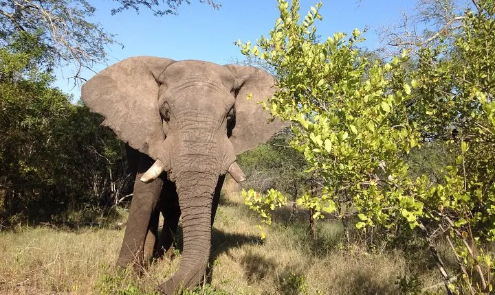 2 Night Elephant Tour from Nelspruit