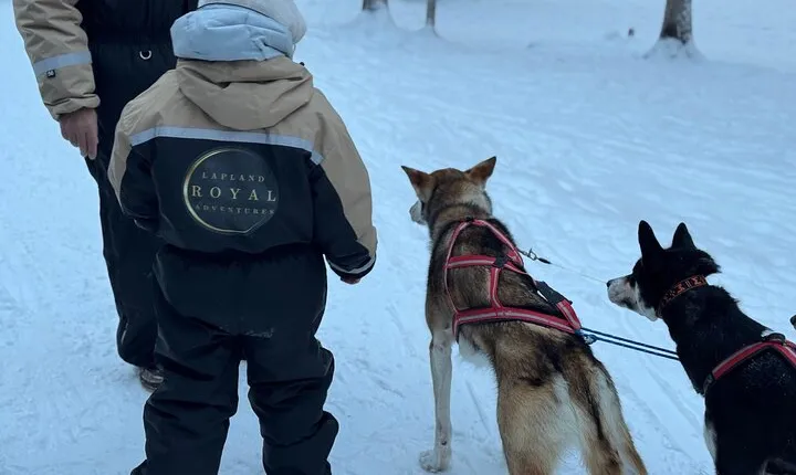 2 Day Tour Husky Ride, Snowmobiles, Northern Lights and Ranua Zoo