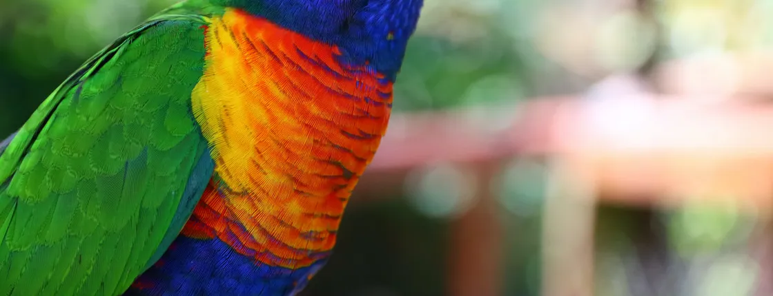 Birdworld Kuranda Park entrance ticket