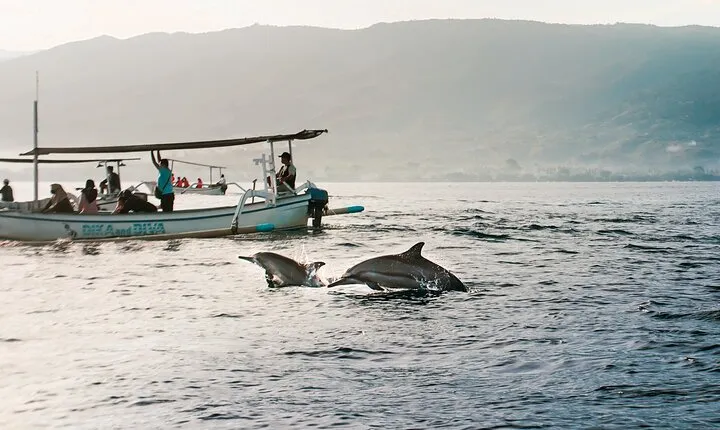 Dolphin Watching Experience at North Bali