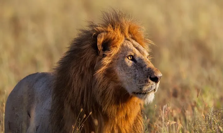 12 Days Private Camping Safari Tour from Arusha