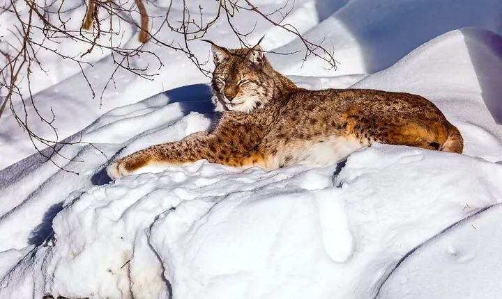 Explore Ranua Zoo with Shared Tour