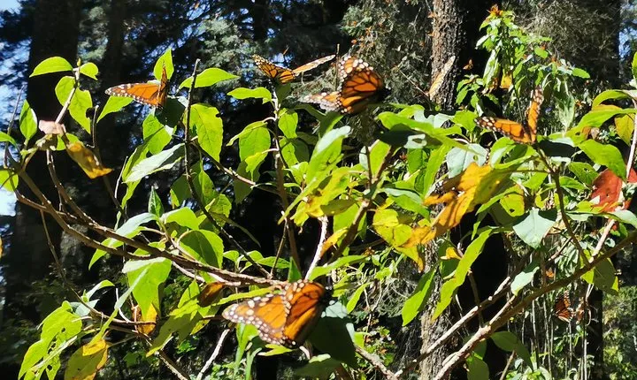 Cerro Pelon Monarch butterfly sanctuary.