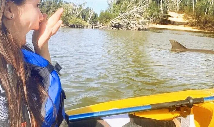 Dolphin & Manatee Kayaking Tour in Orlando Area