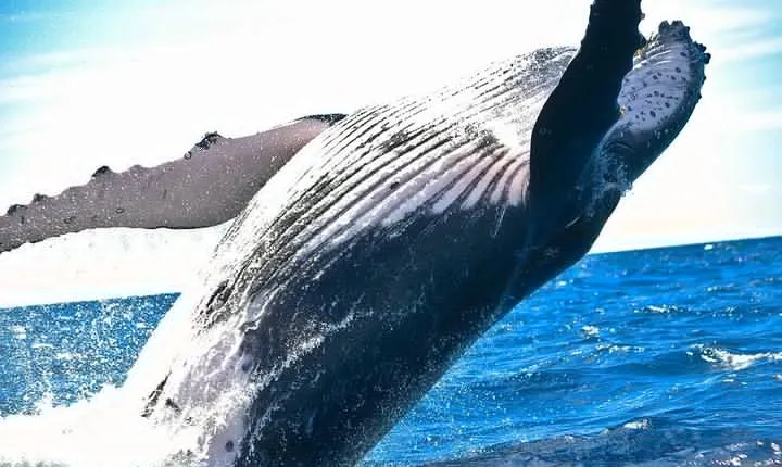 Whales & Wine
