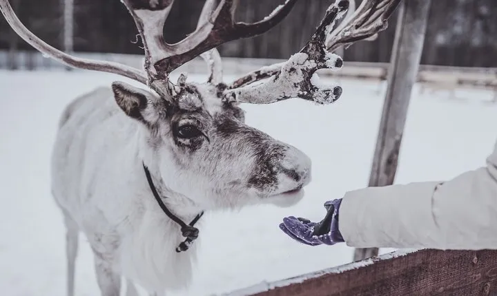 Rovaniemi: Authentic Lapland Reindeer Farm Visit & Sled Ride