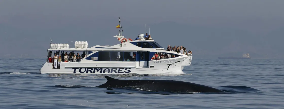 Tarifa whale and dolphin watching tour