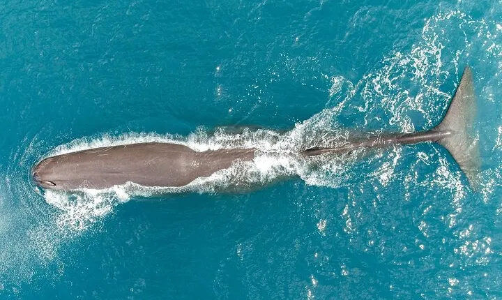 Kaikoura: Whale Watching Flight (Extended)