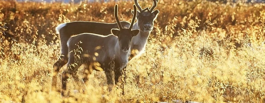 Canoeing trip with visit to reindeer and husky farm