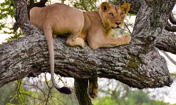 2 Days Wildlife Safari in Tanzania