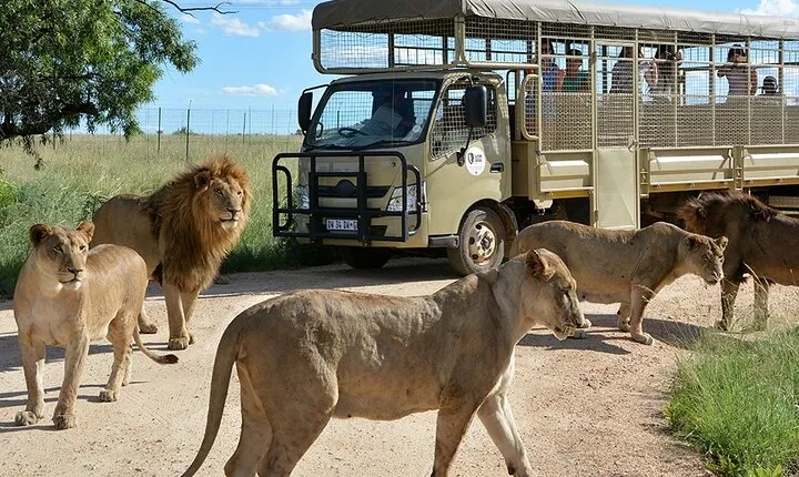 African Predators Safari, Unforgettable and Majestic. 