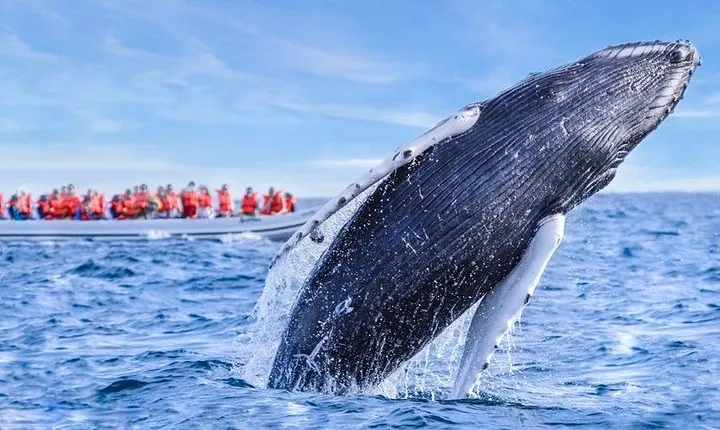 Whale Watching