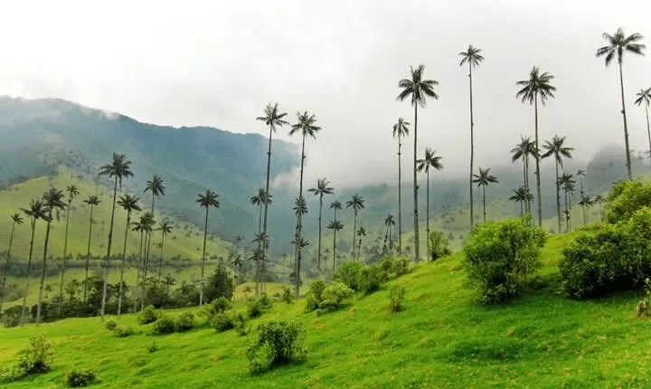 Full Day Private Tour to Valle del Cócora and Salento
