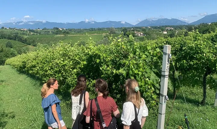Premium Private Prosecco Hills Tour - 2 Wineries. Private tour.