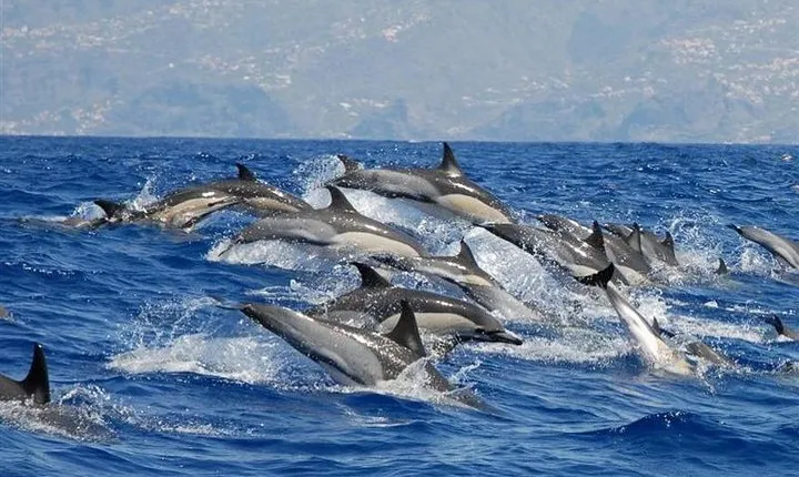 Whale and Dolphin Watching in Calheta, Madeira Island