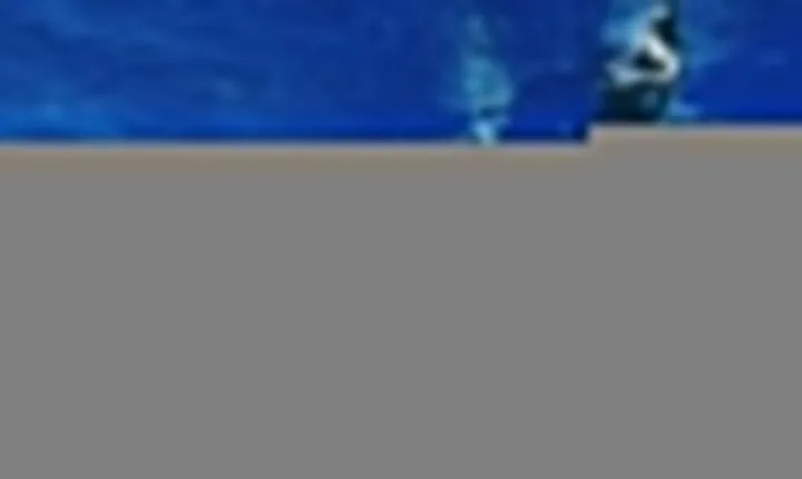 Pelagic Shark Dive Tour