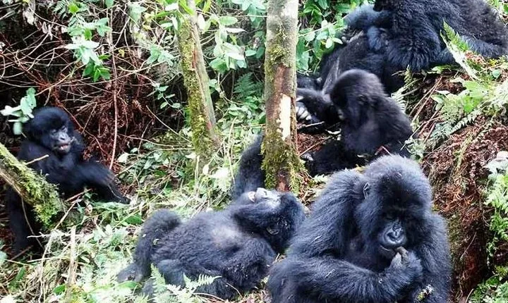 5 Days Gorillas And Game Safari