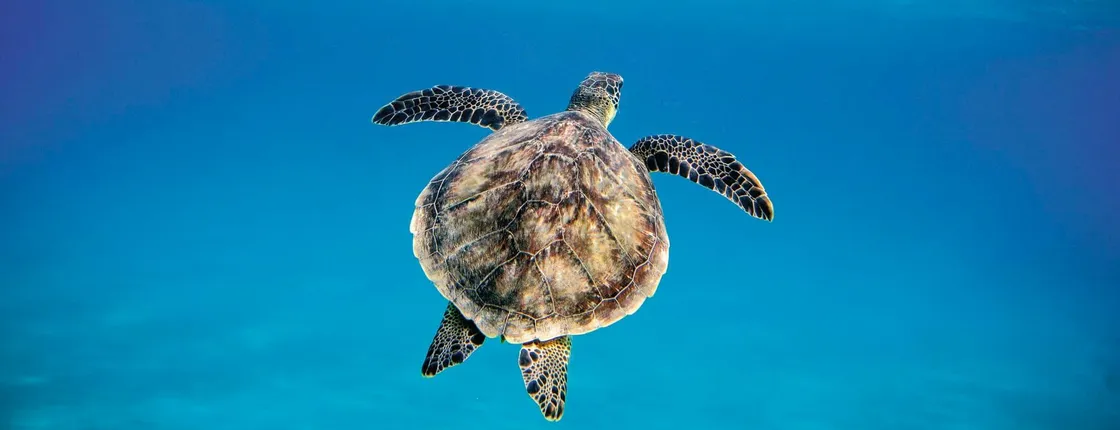 Catamaran and snorkelling cruise in Barbados with lunch
