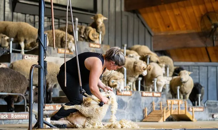 Agrodome Farm Experience including Farm Show and Farm Tour - Rotorua