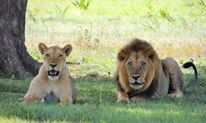 3 Days Tarangire, Manyara & Ngorongoro Mid-range camping Safari Tour Tanzania 