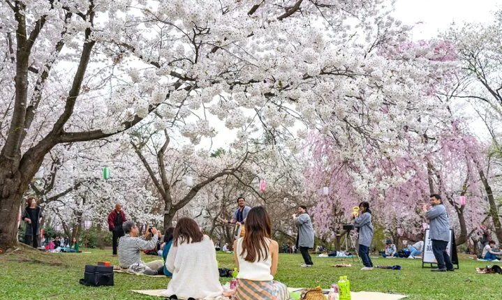 4 Hour Unique Kanazawa Cherry Blossom Sakura Private Experience