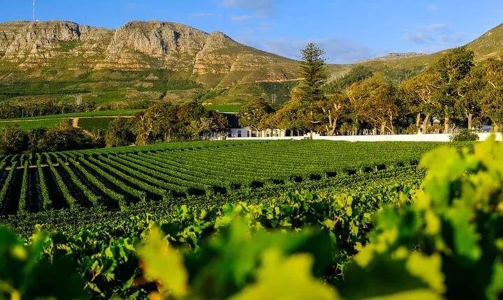 Private Tour of Constantia Wine & Kirstenbosch Gardens Experience