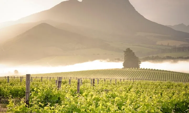 Vine Hopper: Hop-On Hop-Off Wine Tour - Northern Route