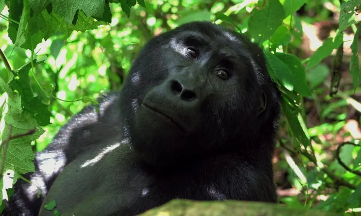 Uganda Wildlife Holiday - 8 Days