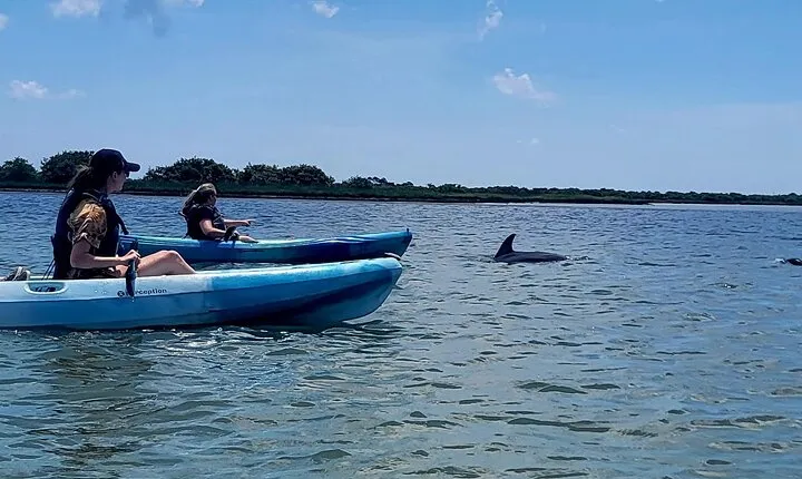 Kayaking St. Augustine's Original Dolphin Tour