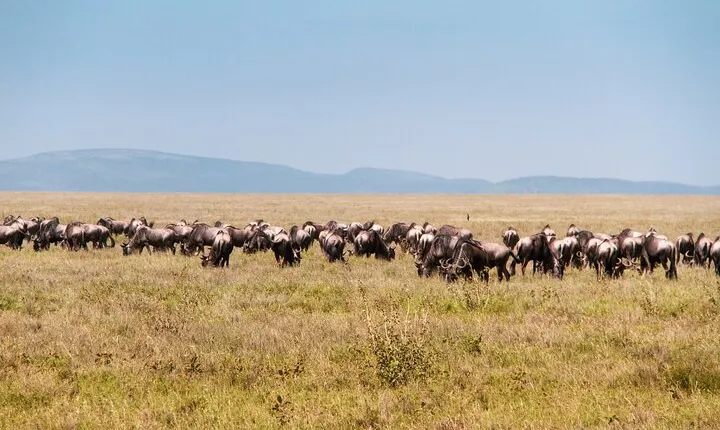 6 Days Private Tour to The Great Wildebeest Migration Calving Season