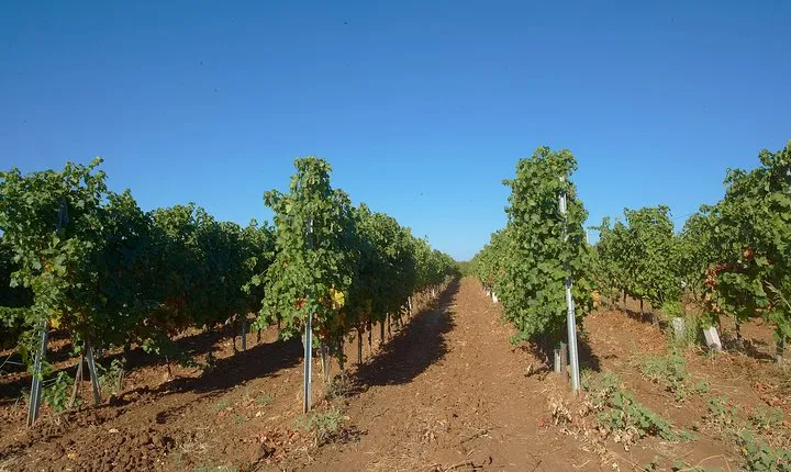 Wine Safari in Edoardo Miroglio Winery