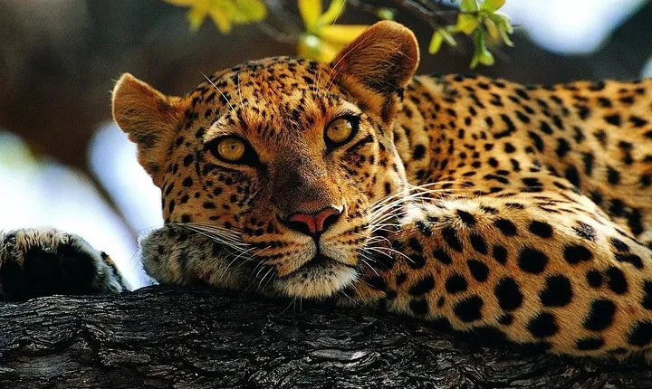 3 days camping safari