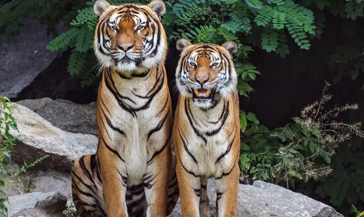 5 Day Golden Triangle with Ranthambore (Taj Mahal Sunset/Sunrise)