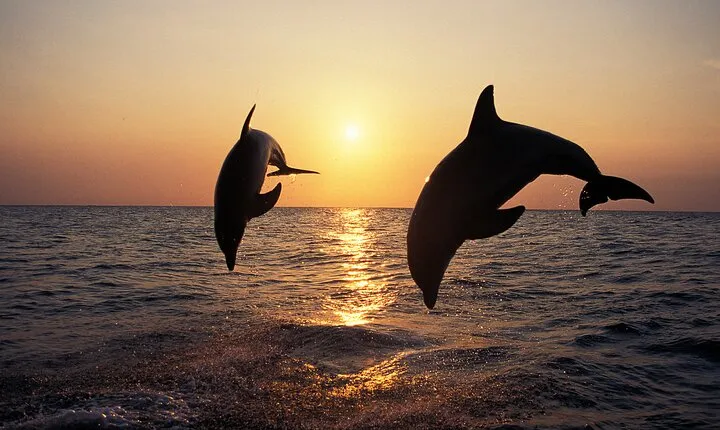 Dolphin Watching Tour – 85% Chance – Drinks & Dinner Included