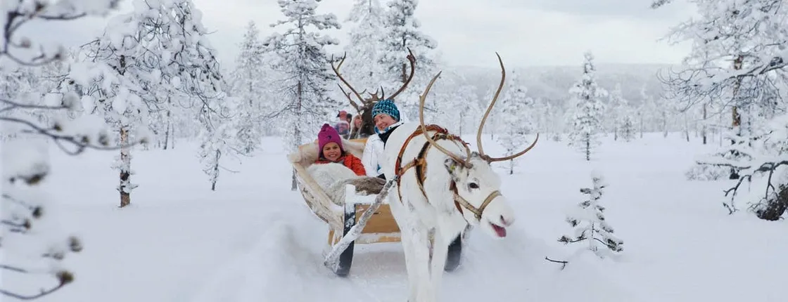 Forest trail reindeer safari