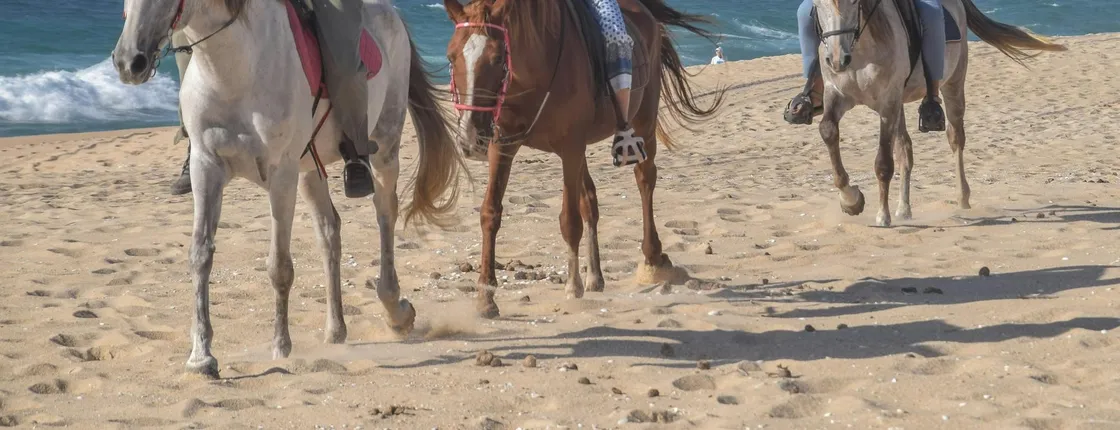 Horse riding private tour in Comporta natural reserve