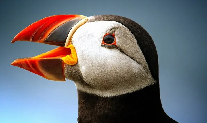 Late Season Puffin & Scenic Coastal Cruise