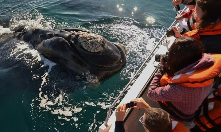 Peninsula Valdes Tour with Optional Whale Watching