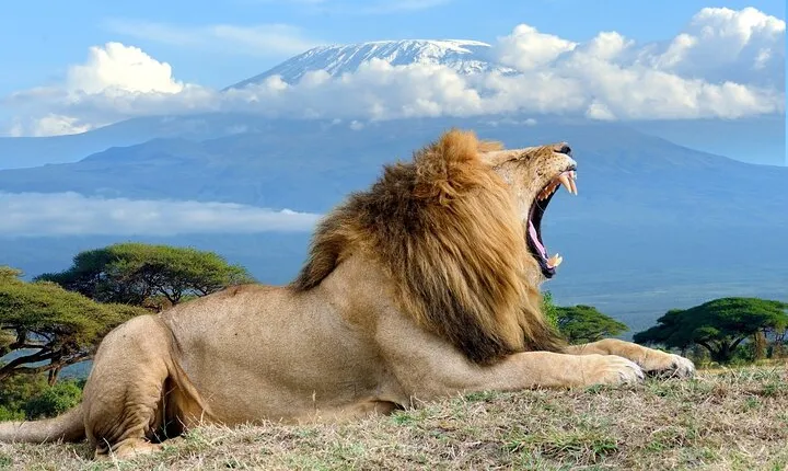 Arusha Lake Manyara Private 5-Day Tour