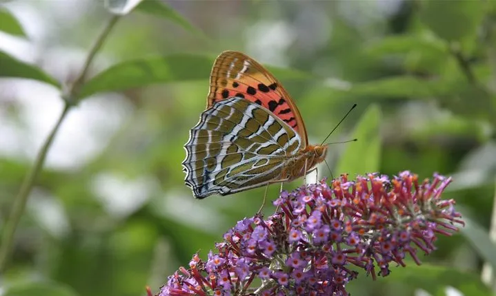 Bhutan Flora Tour 