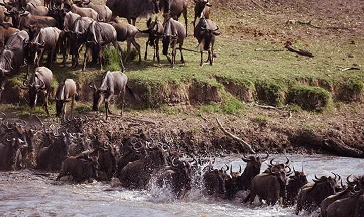 8 Days: Great Migration (tarangire, Serengeti And Ngorongoro Conservation)