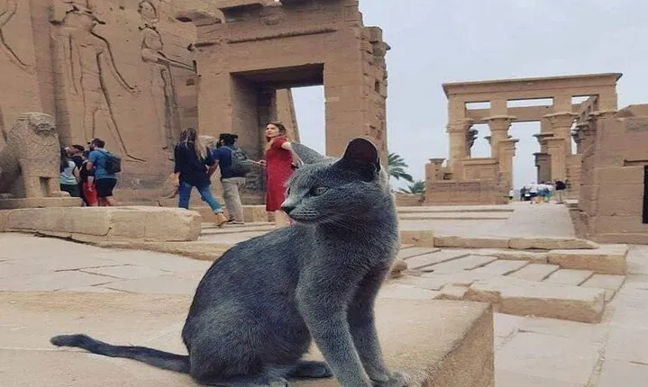 Nile Cruise 5-Days Luxor and Aswan by Flight from Cairo & Tours ,Balloon