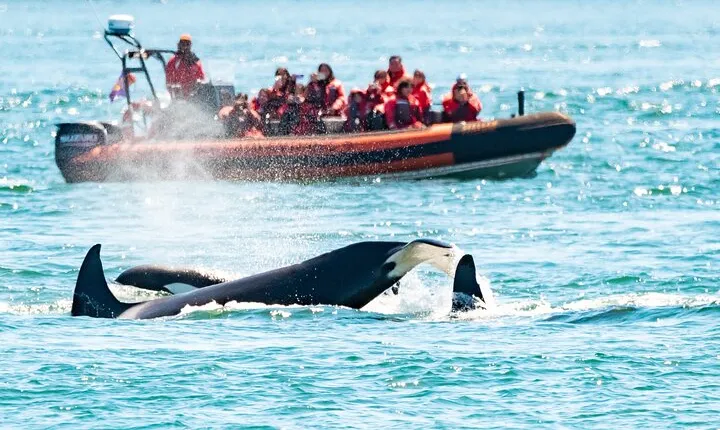Summer Whale Watching Tour in a Zodiac Boat in Victoria
